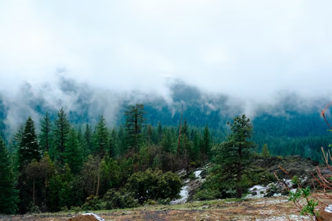 Low clouds drifting through a Sierra Nevada pine forest
