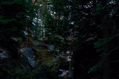 Mossy rocks beneath a shaded evergreen forest canopy